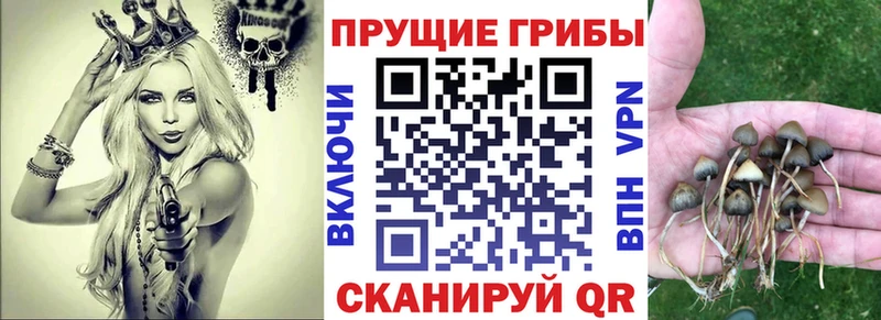 Псилоцибиновые грибы Psilocybe  omg ONION  Эртиль 